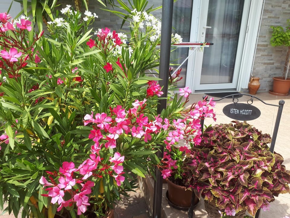Spring, Garden