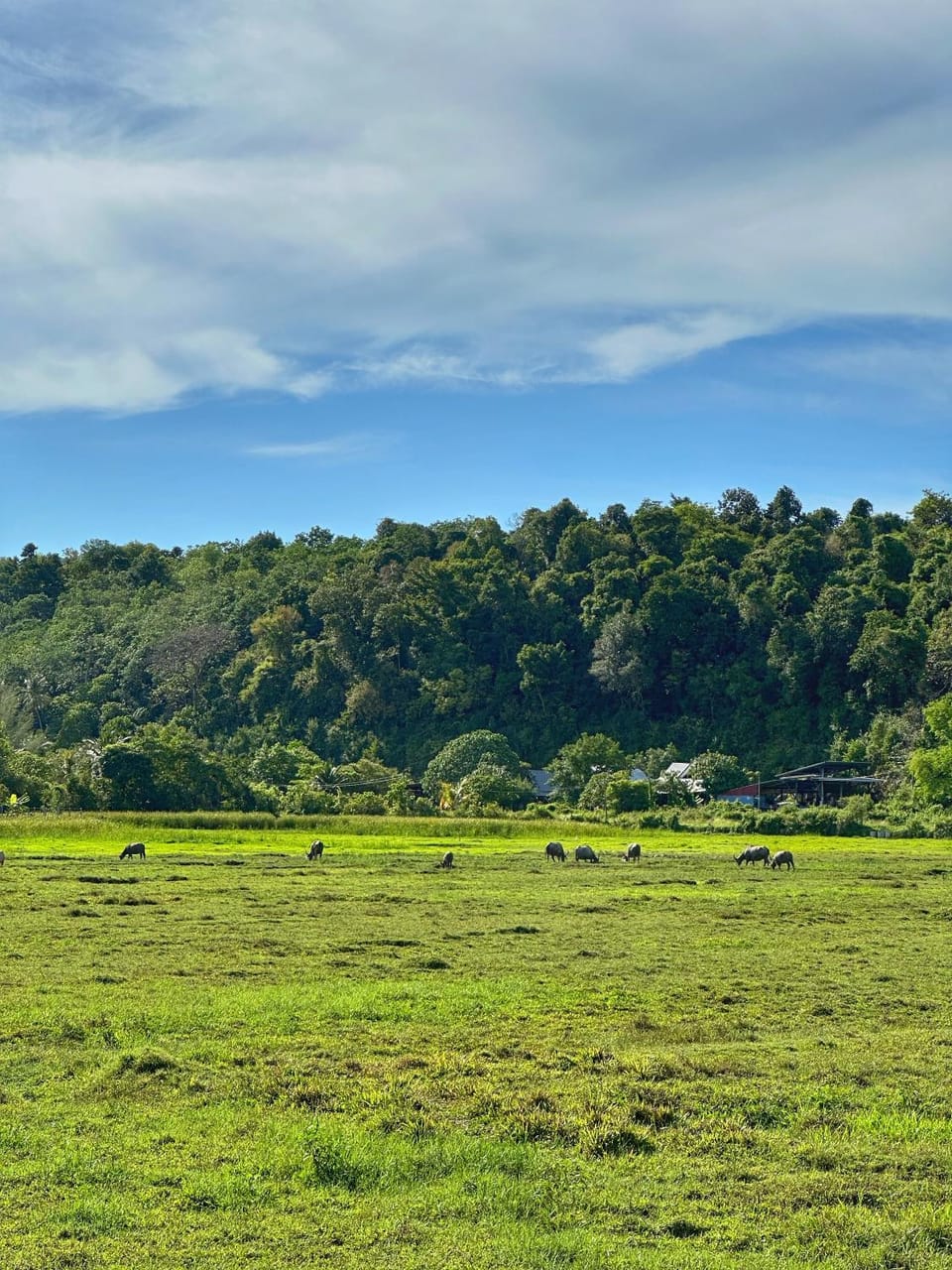 Natural landscape, Animals