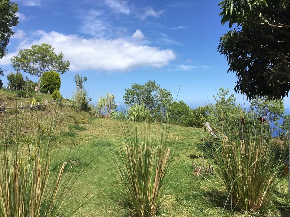Day, Natural landscape, Garden view