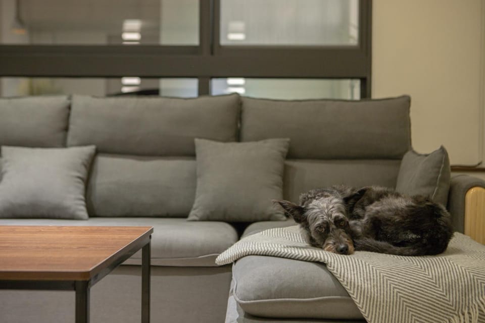 Living room, Pets
