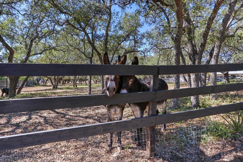 Red Donkey Cottage House in Texas