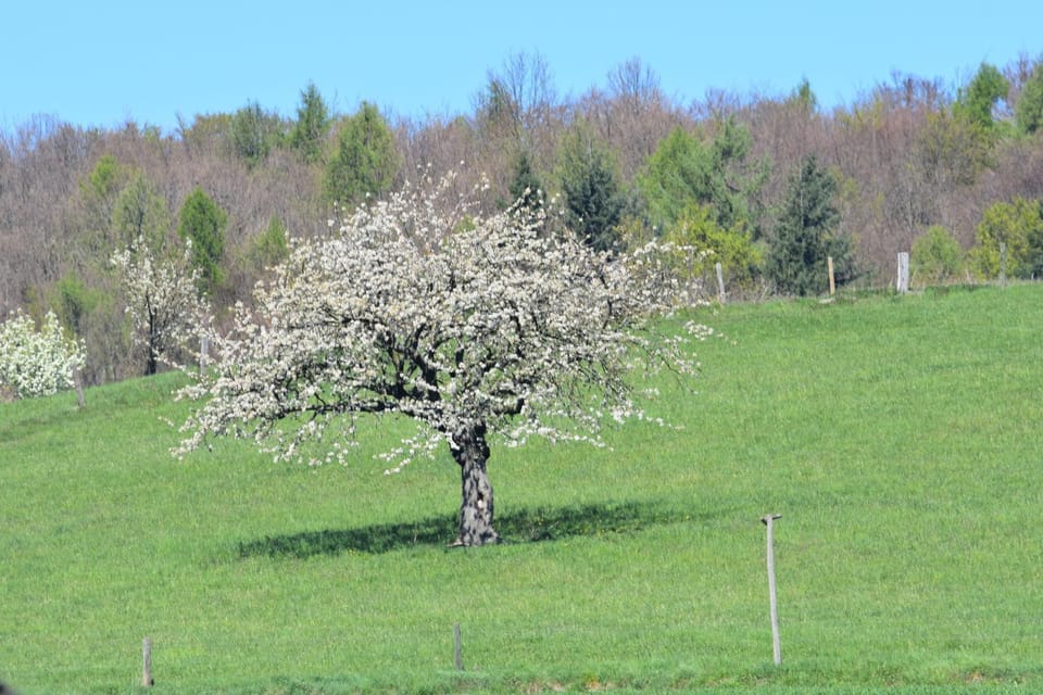 Spring, Natural landscape