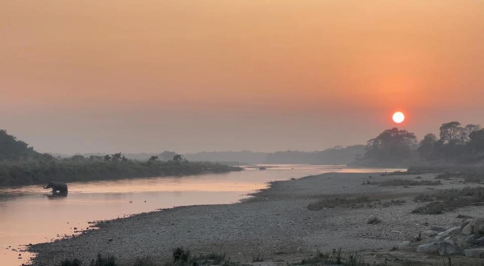 Animals, River view, Sunrise