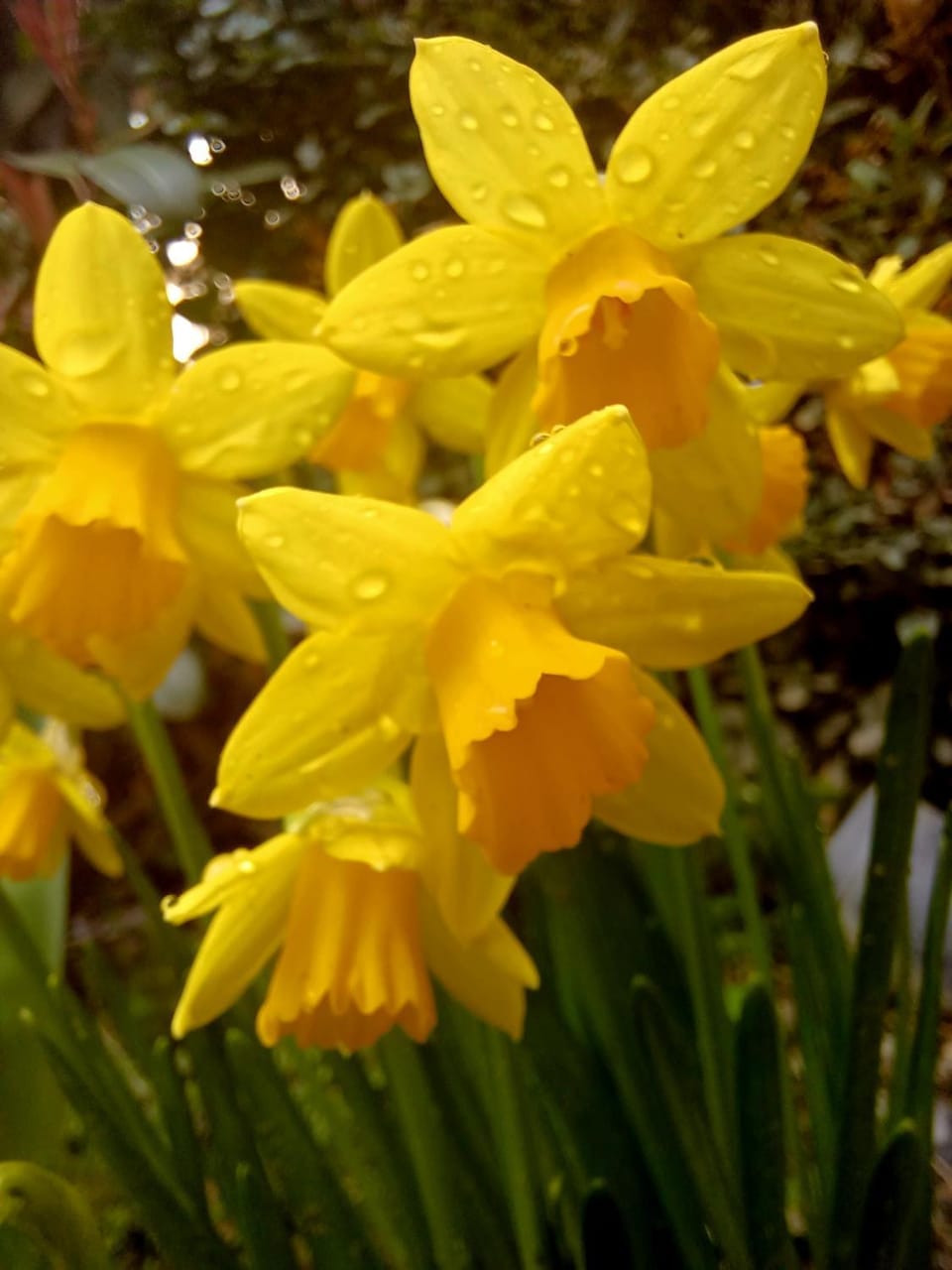 Spring, Day, Garden