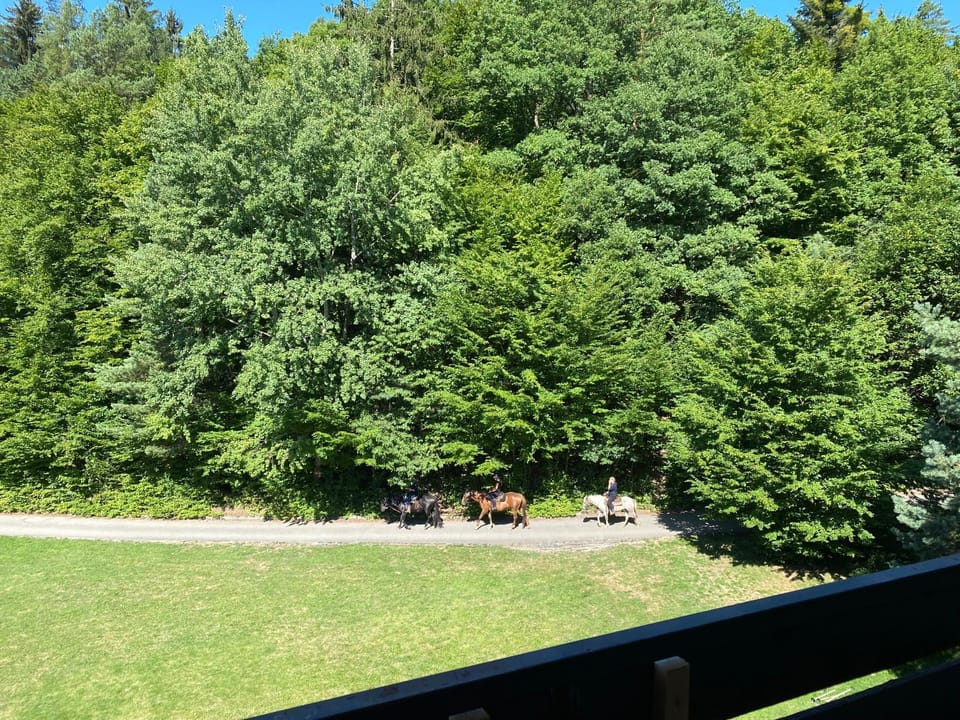 Natural landscape, Garden, Horse-riding, Garden view