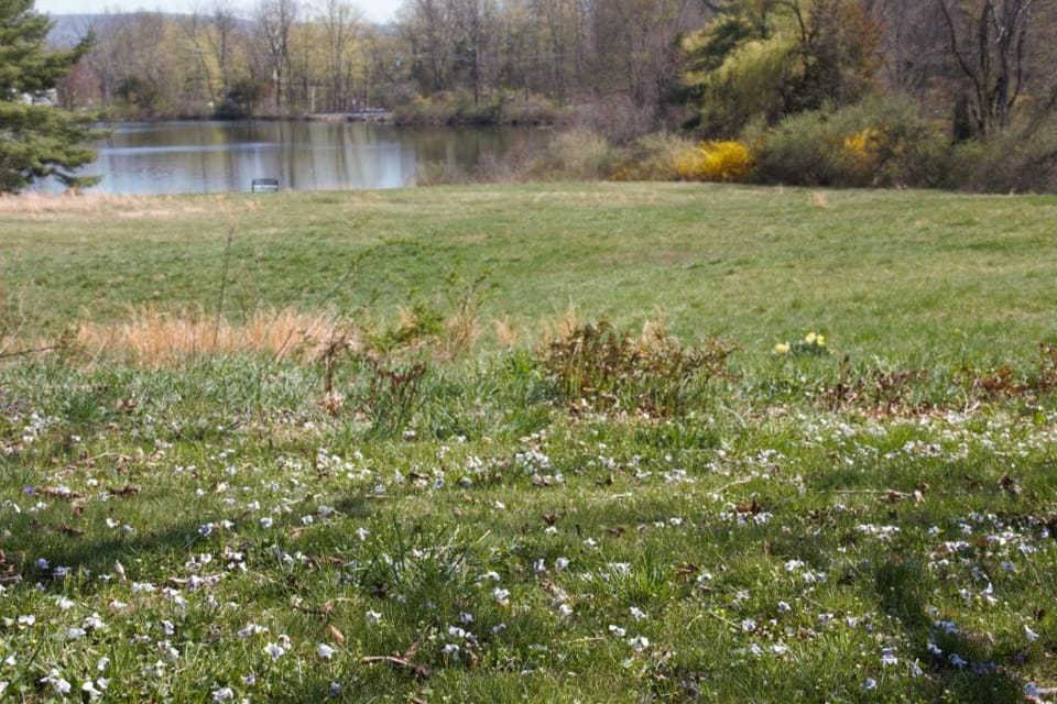 Spring, Natural landscape, Lake view