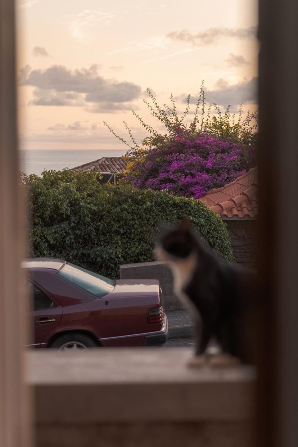 CASA DA PITANGA House in Madeira District