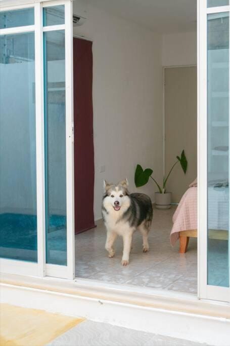 Pets