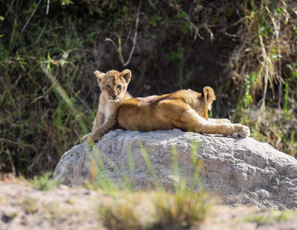 Mara Elatia Camp Nature lodge in Uganda