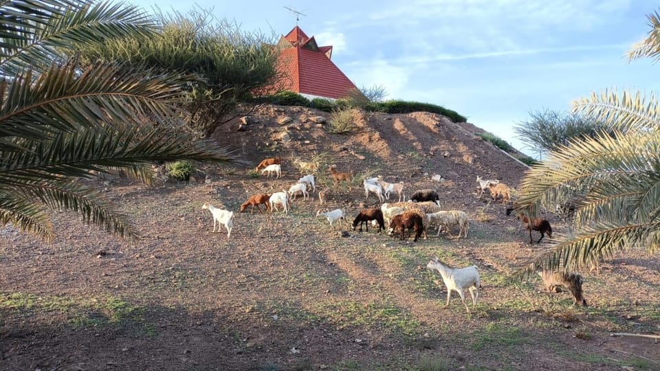 Animals