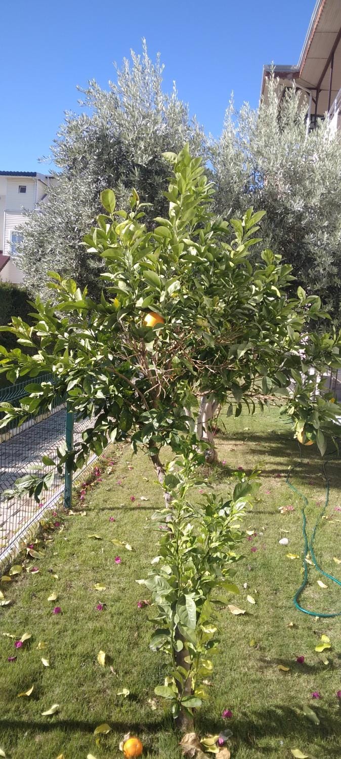 Day, Garden, Garden view