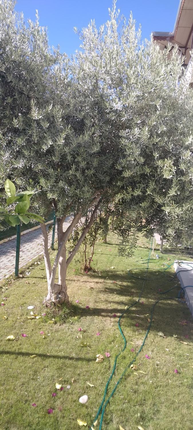 Day, Natural landscape, Garden, Garden view