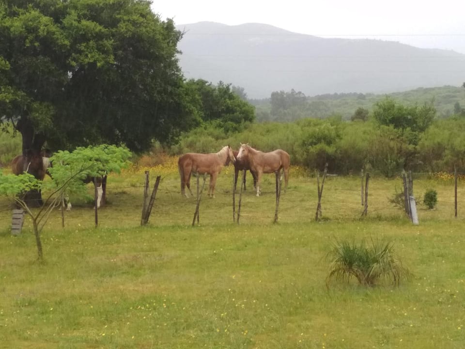 Casa completa para 12 personas - El Encuentro, Mar y Sierras House in Maldonado Department, Uruguay