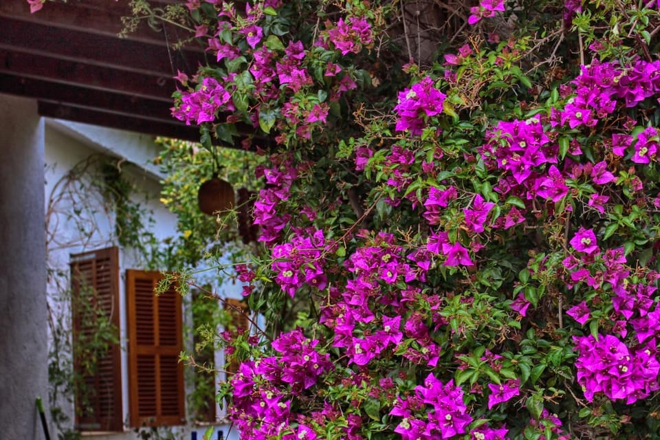 Patio, Garden, Garden view