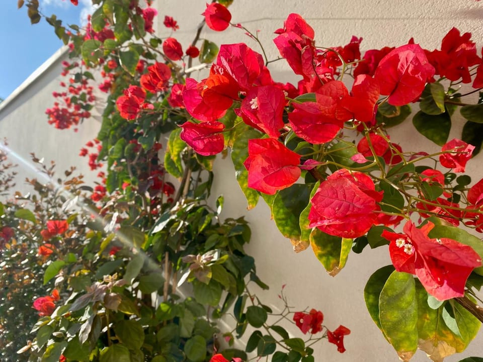 Allegria Pool House - Puglia Mia Apartments Apartment in Apulia