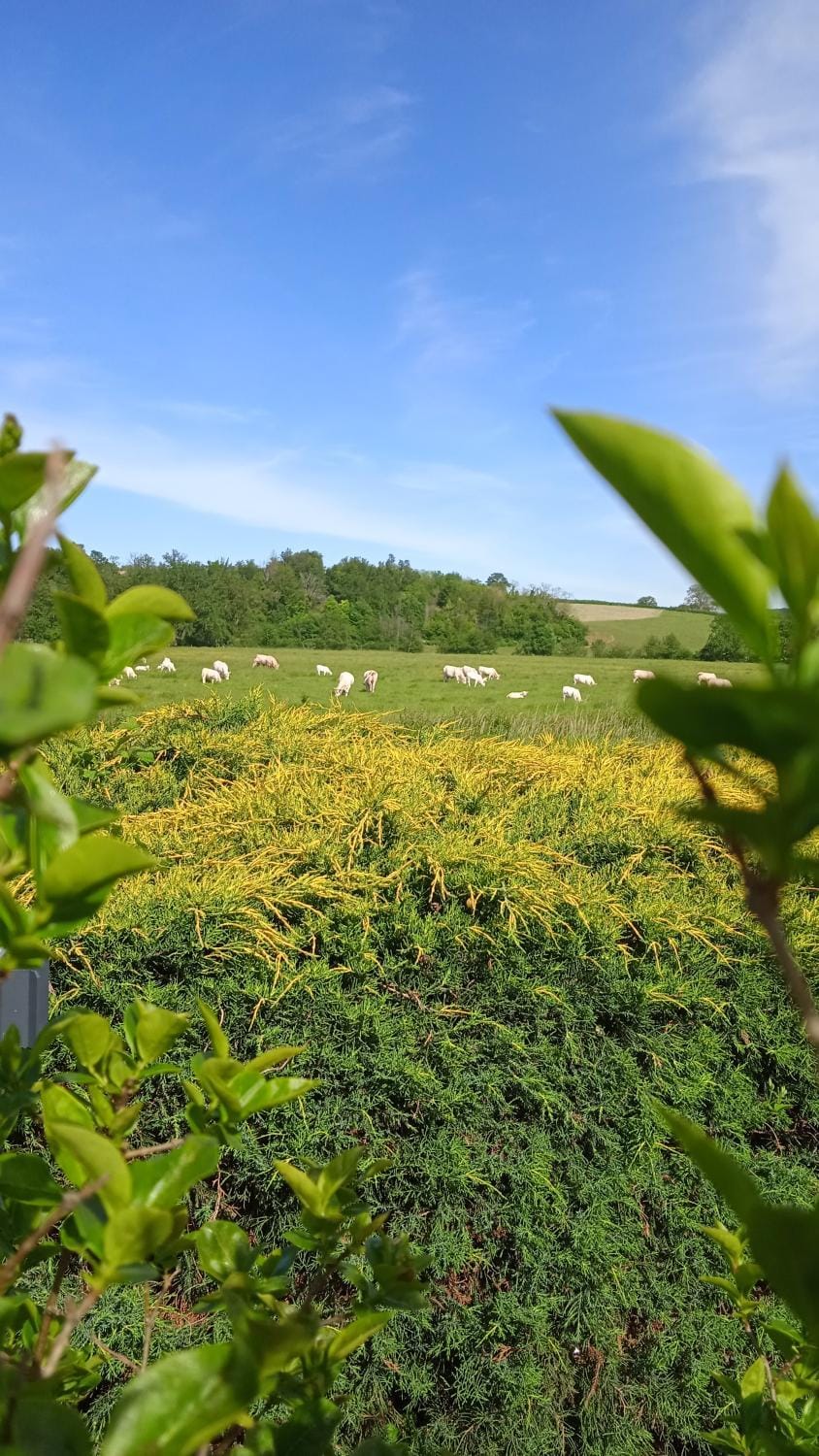 Natural landscape