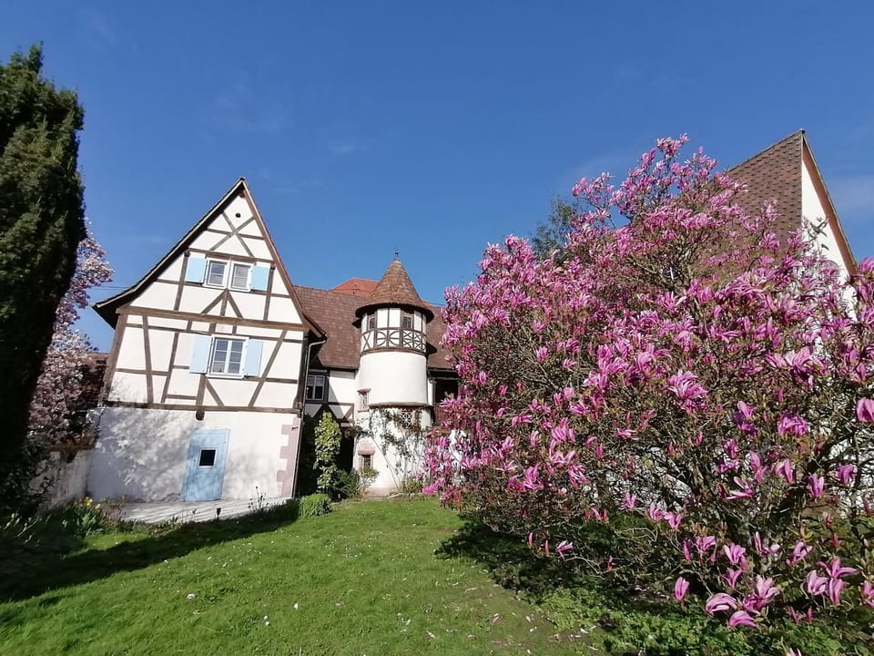 Garden, Garden view, Garden view