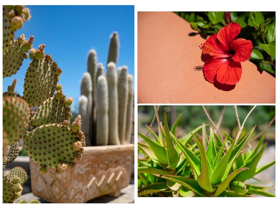 Day, Summer, Garden, Garden view