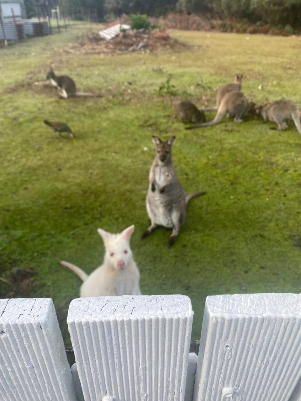 NOFOMO AT ADVENTURE BAY House in South Bruny
