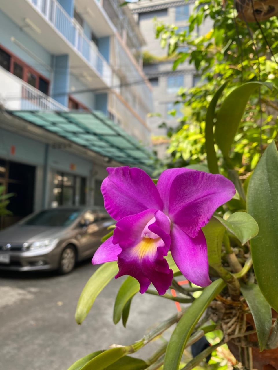 Property building, Day