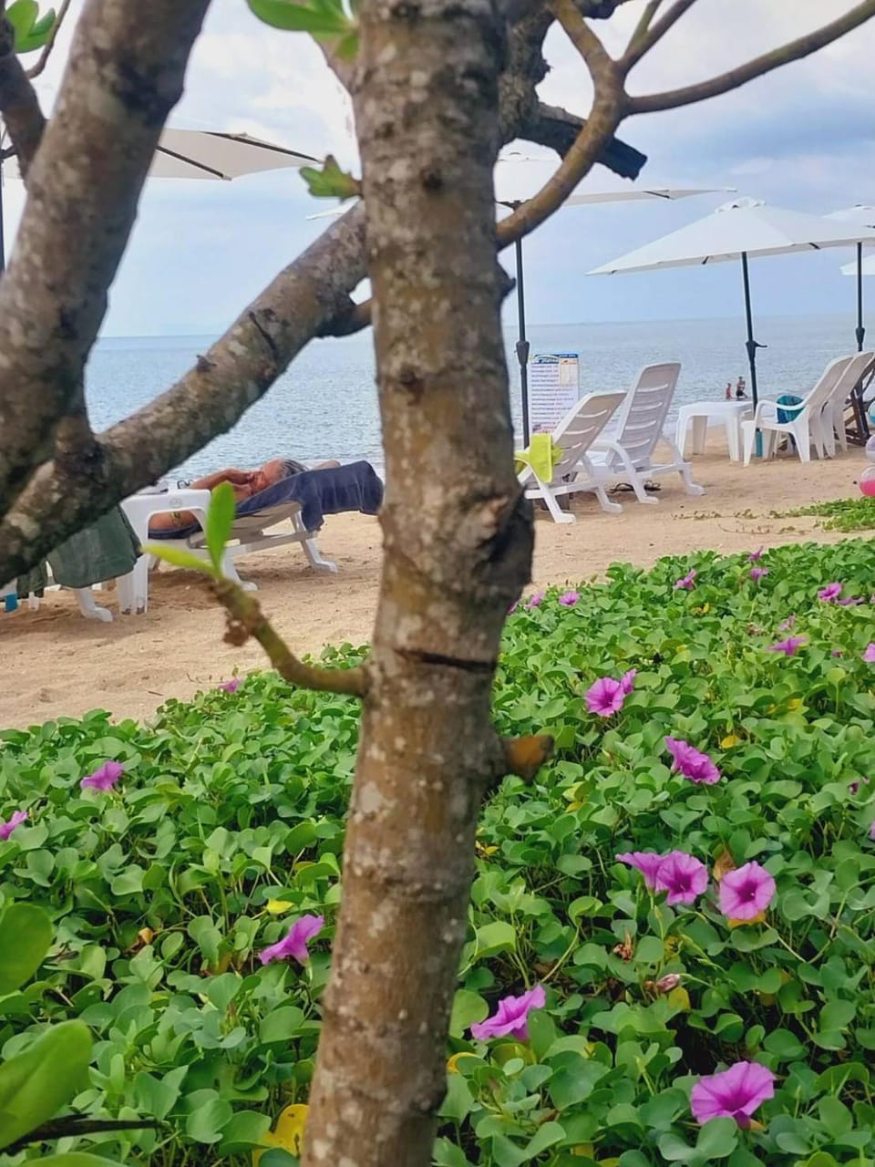 Natural landscape, Beach, Garden view, Sea view
