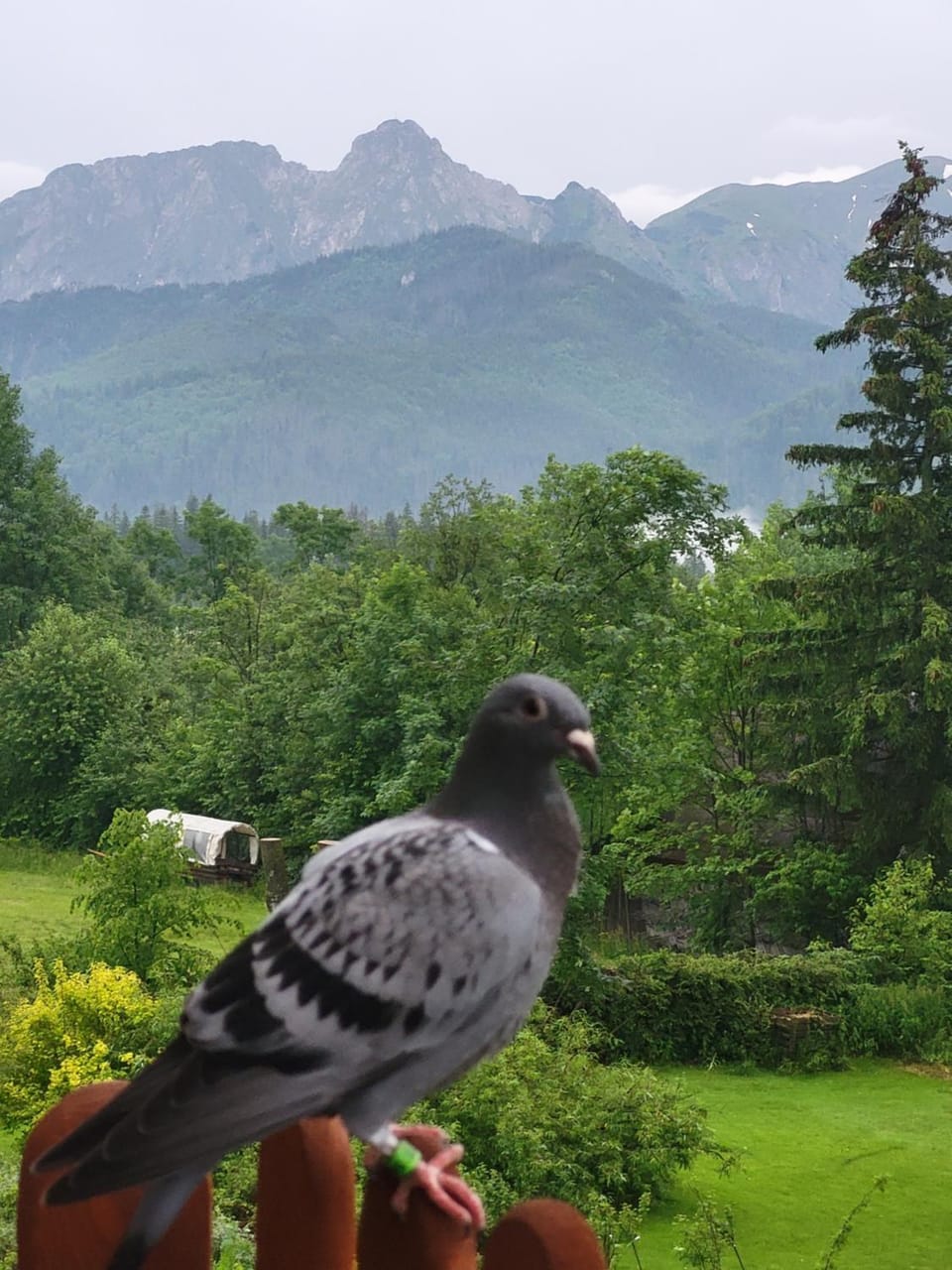 Mountain view
