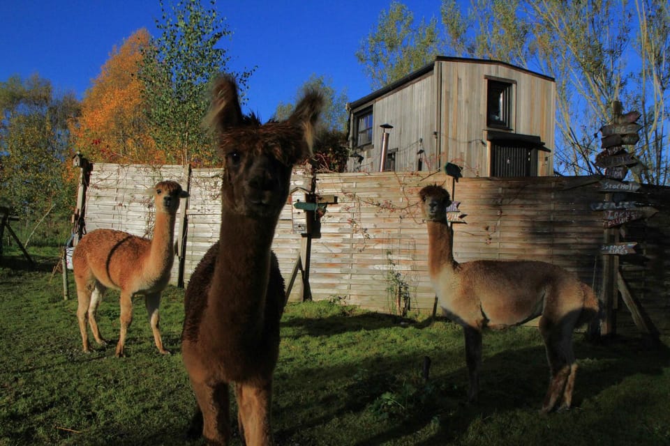 View (from property/room), Animals