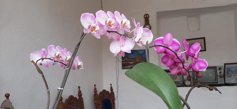 Garden, Lobby or reception