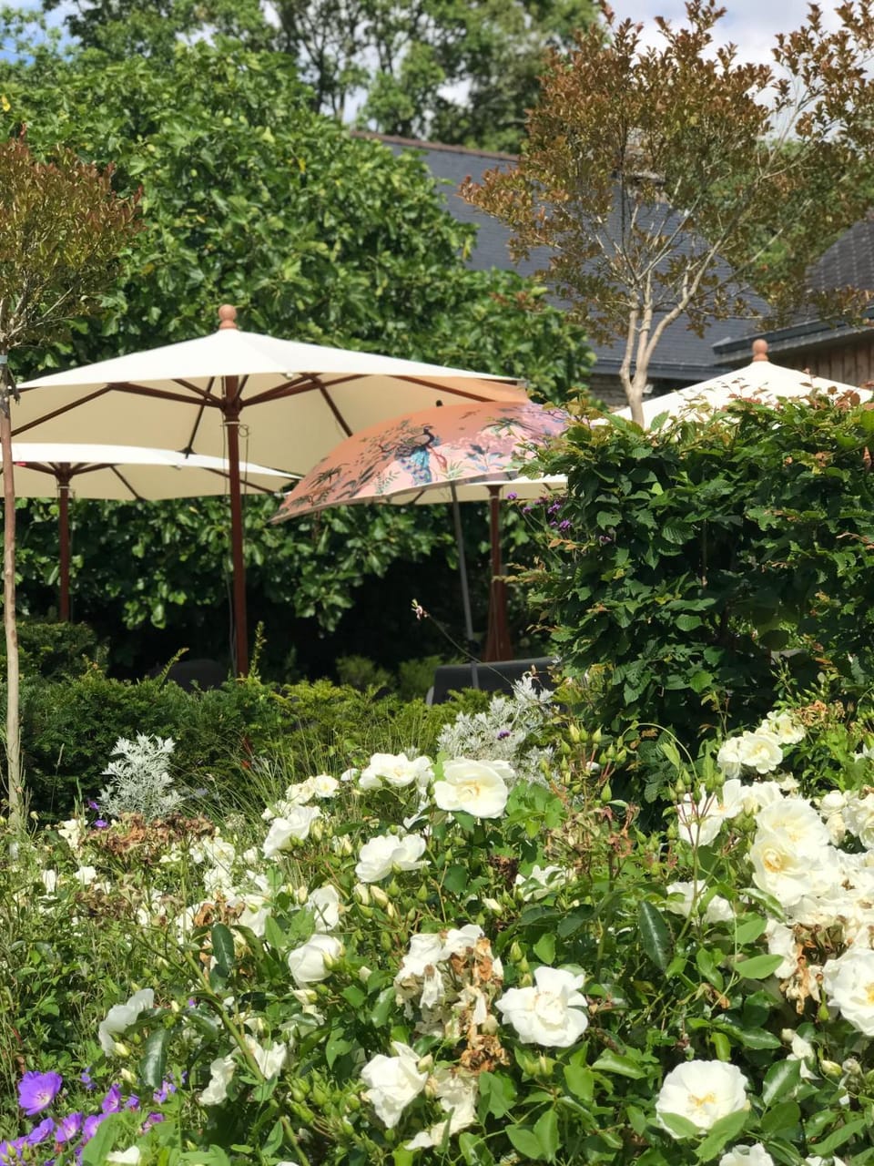 Natural landscape, Garden view