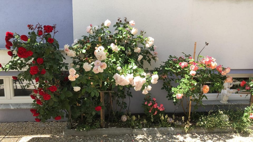 Day, Garden, Garden view