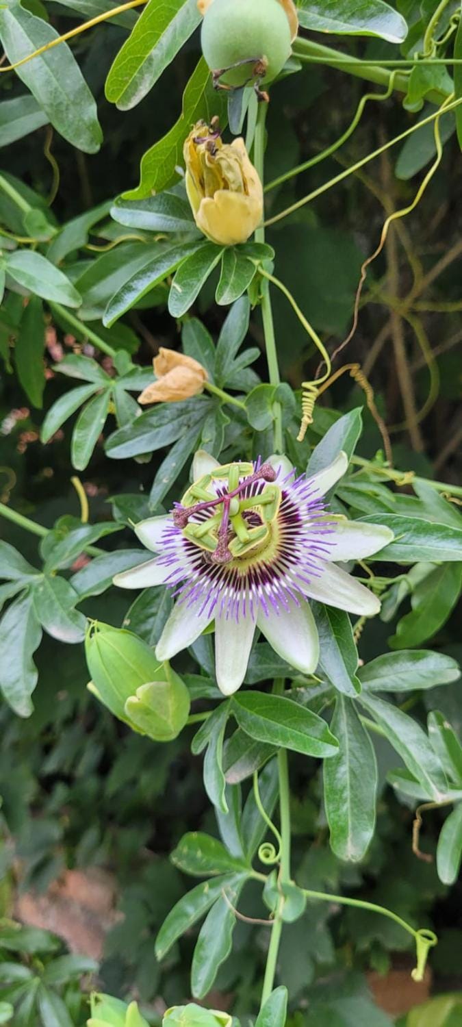 Garden, Garden