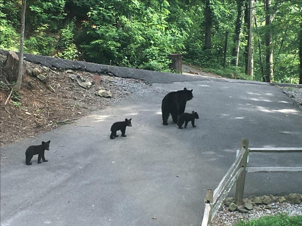 Animals