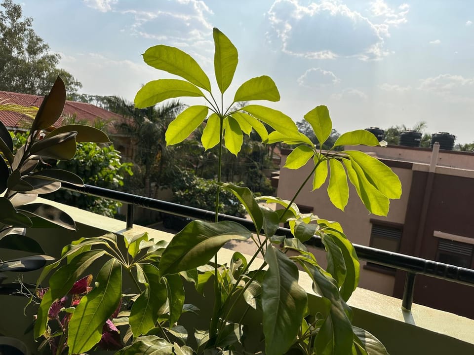 Garden view