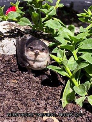 Day, Garden