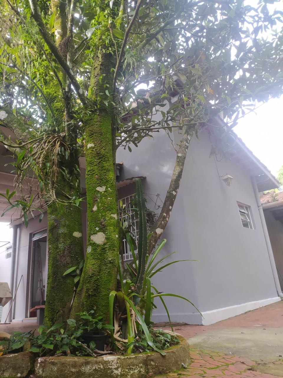 Garden view