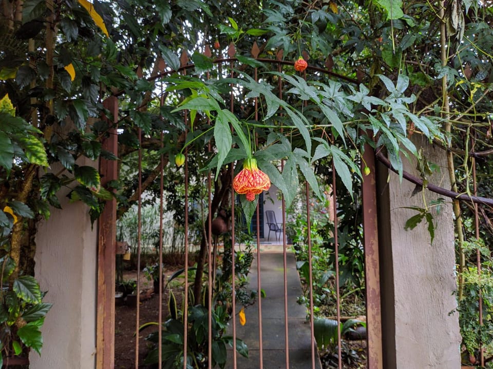 Facade/entrance, Garden, Garden view