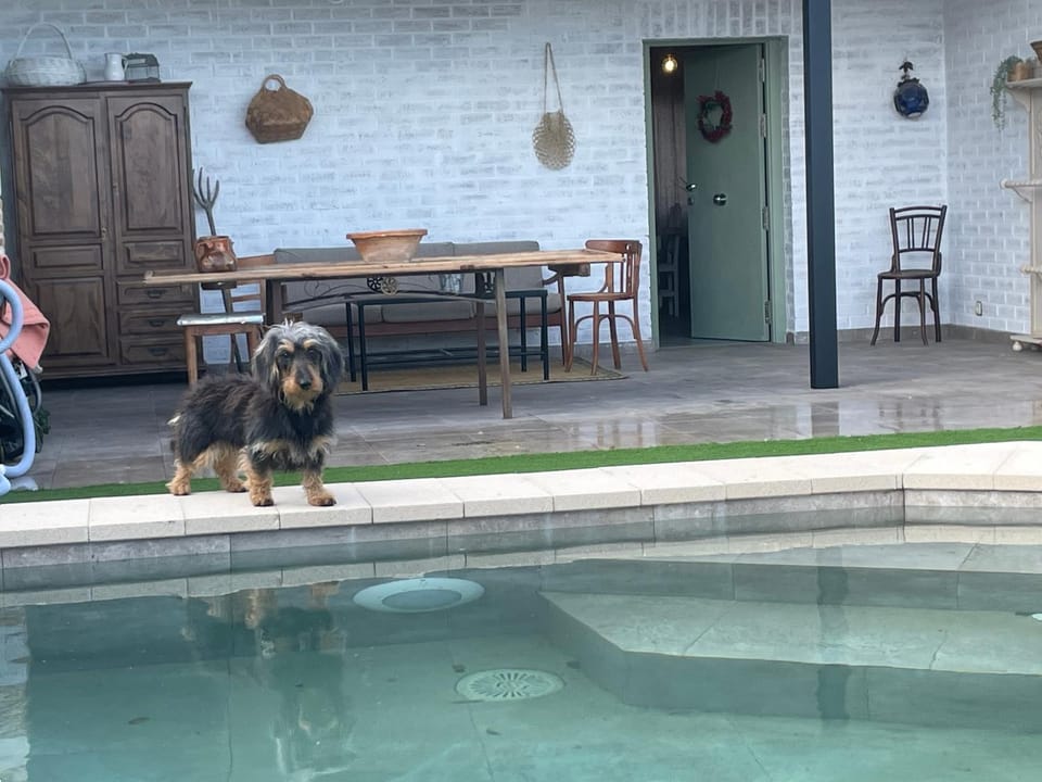 Patio, Pets, Swimming pool