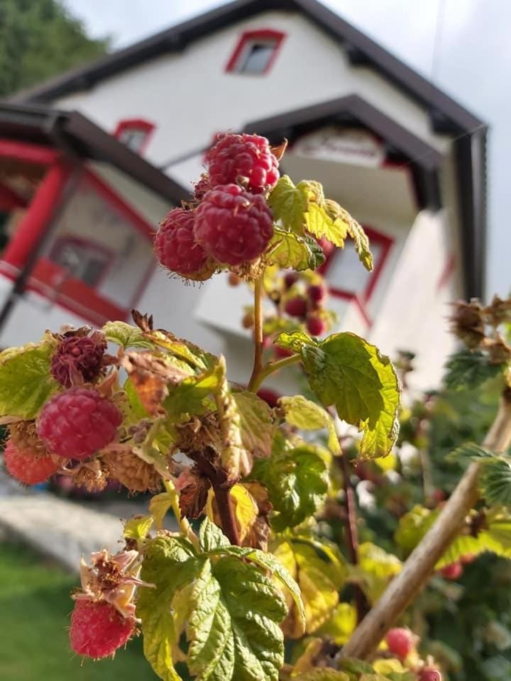 Villa Jelena Mavrovo Apartment in North Macedonia