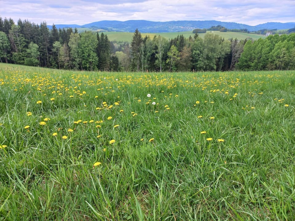 Zlatá Olešnice, pomezí Jizerek a Krkonoš Apartment in Czechia