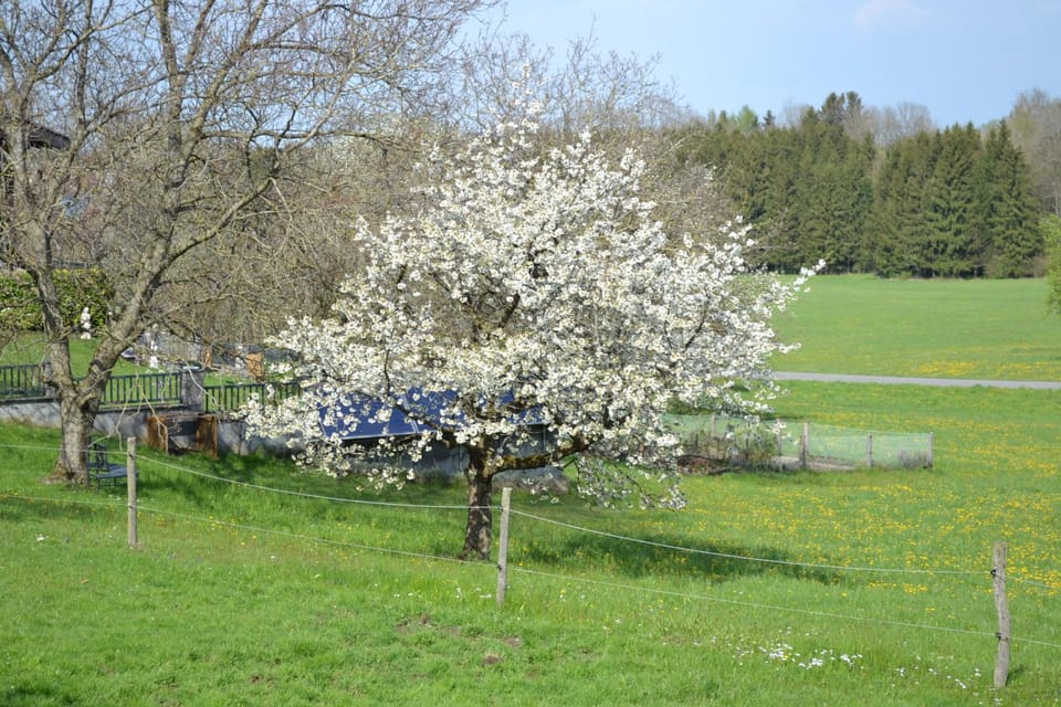 Spring, Garden, On site, Garden view, Seasons, Location