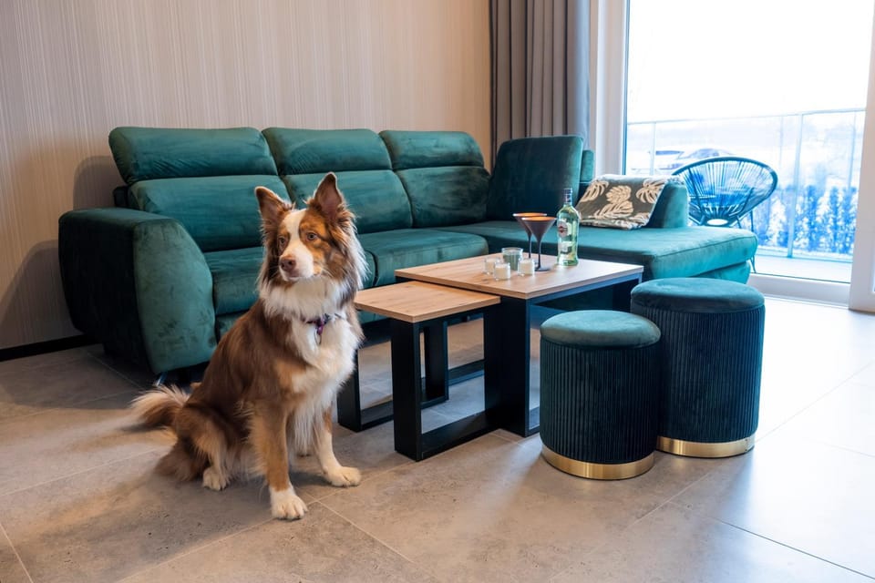 Living room, Seating area, Pets
