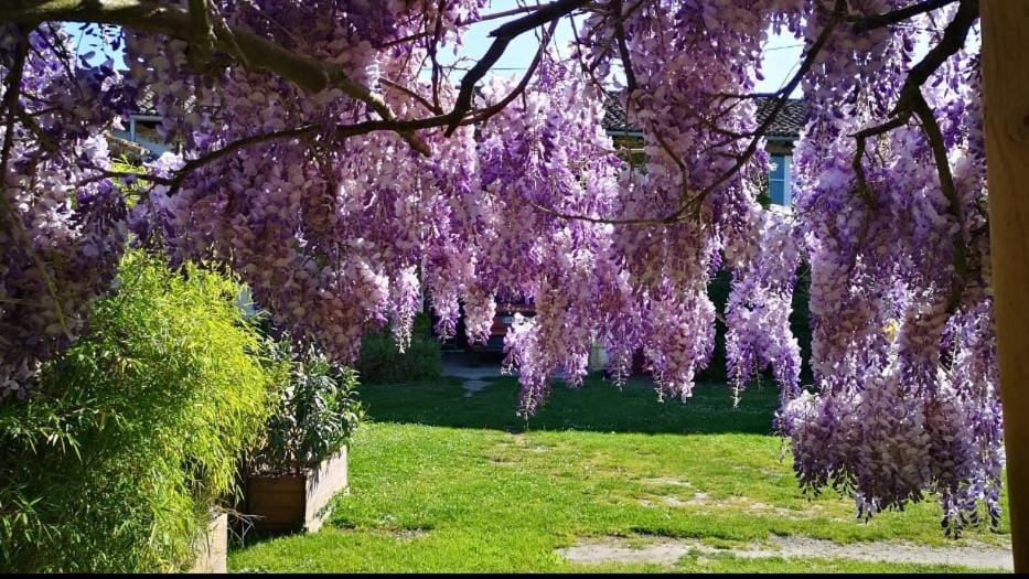 Patio, Garden