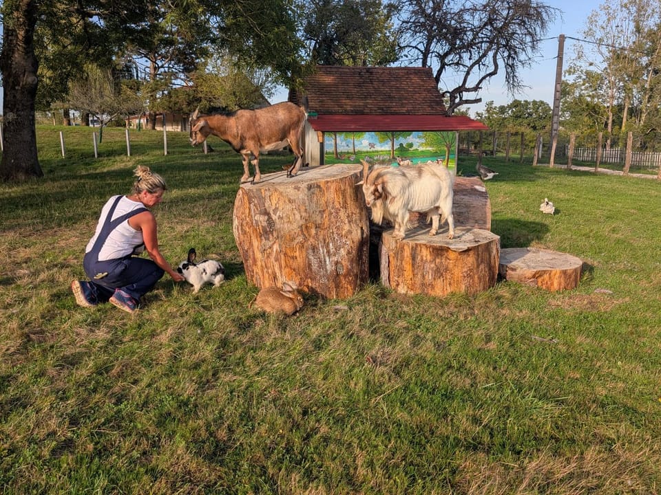 Animals