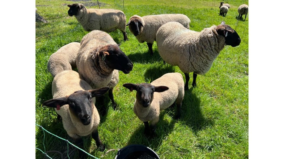 Animals