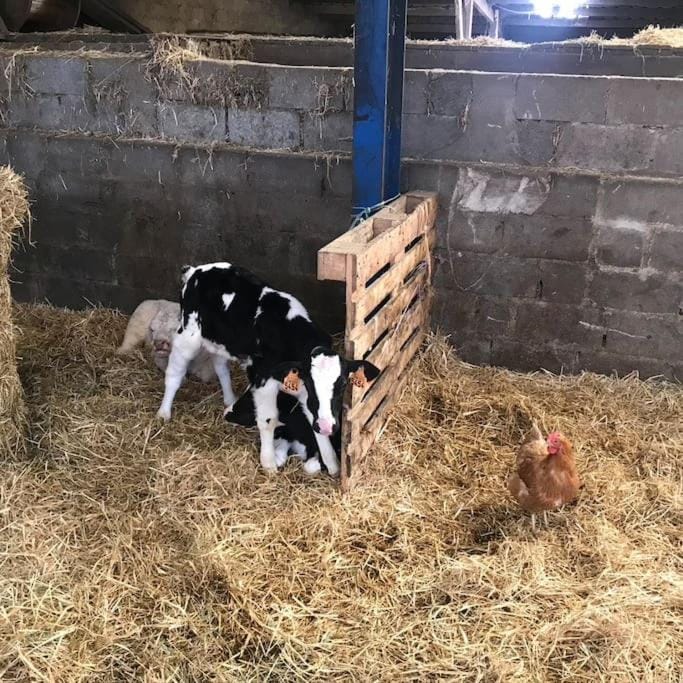 1833 Ardennes farm between Bastogne and Houffalize Villa in Luxembourg