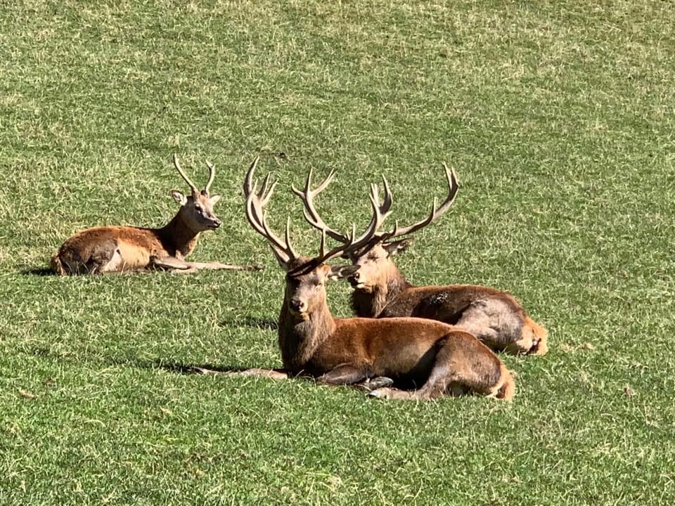 Animals