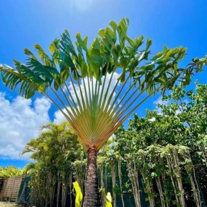 Ravinala Apartment in Grande-Terre, Guadeloupe