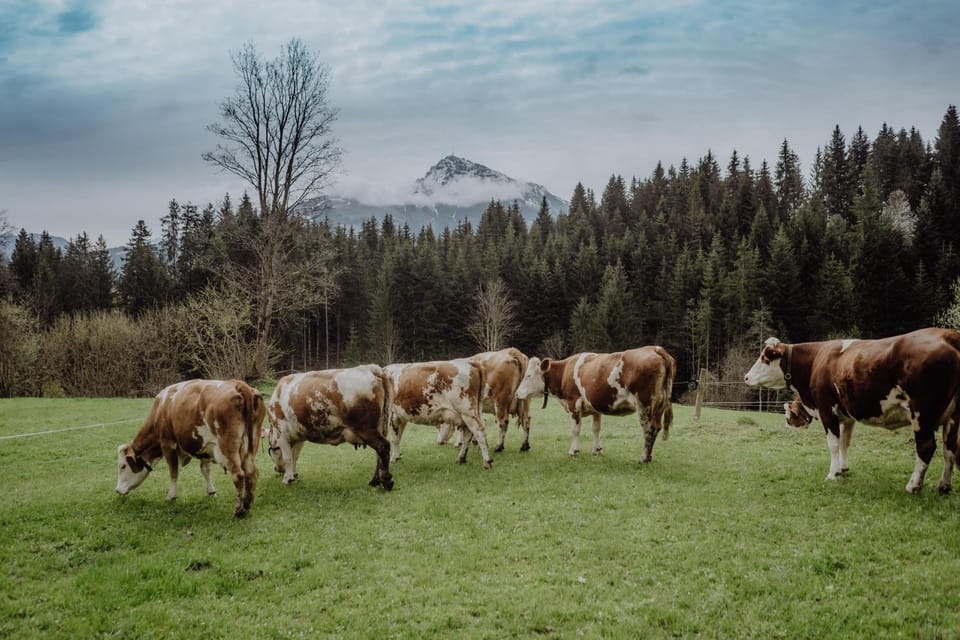 Day, Natural landscape, Animals