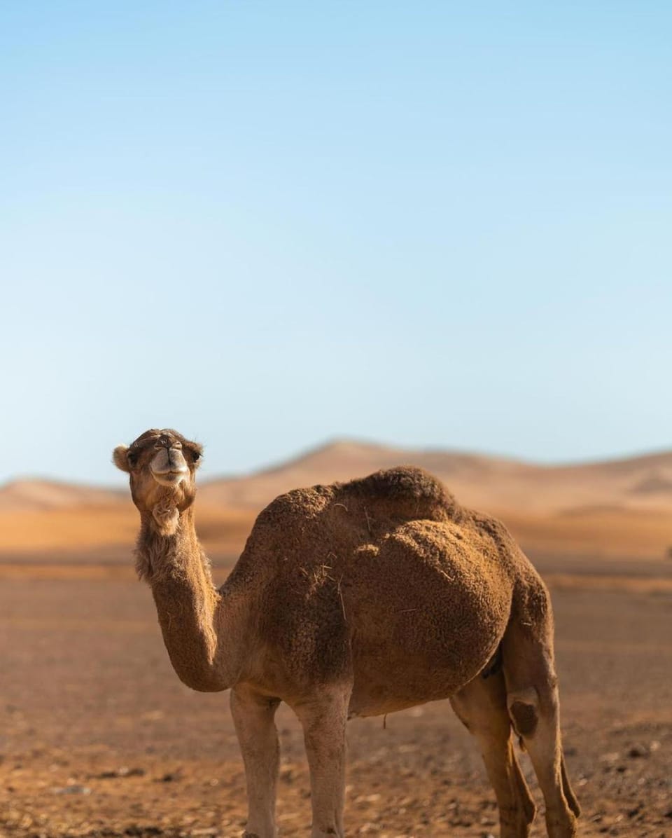 Allinone luxury camp Luxury tent in Morocco