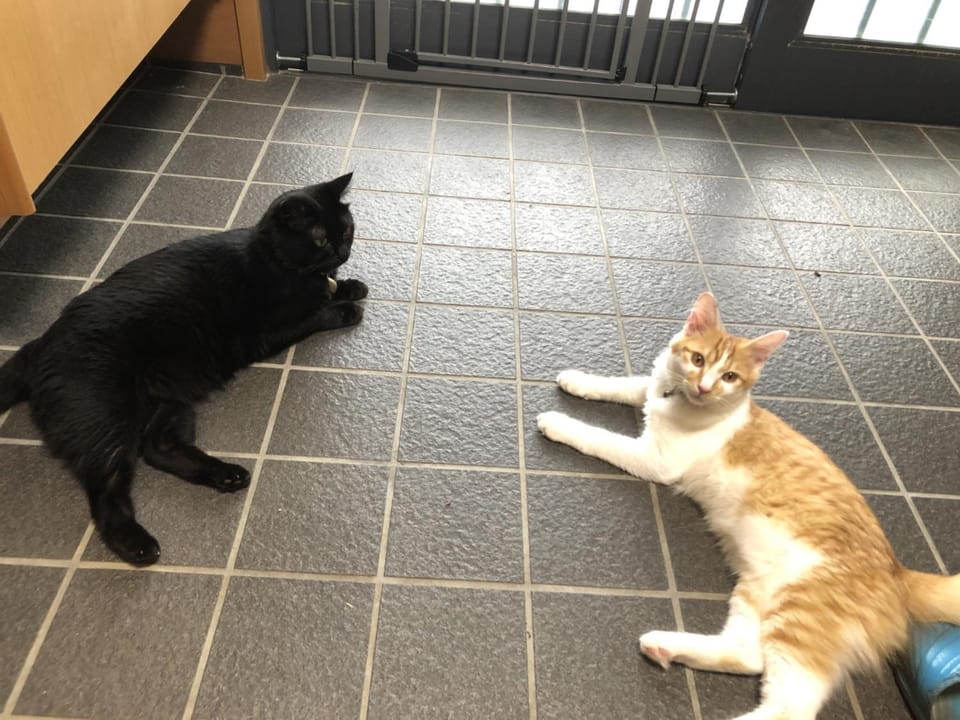 Pets